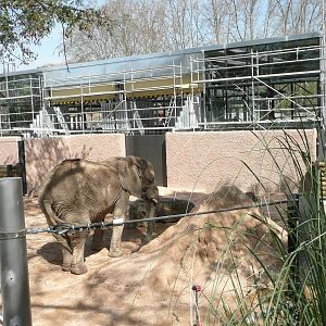 African Elephant with new house in background