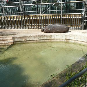 Common Hippos in concrete enclosure