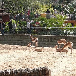 Saharan Dorcas Gazelle