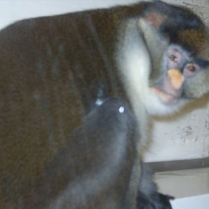 Guenon sp/ssp for ID