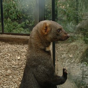 Tayra - Prague Zoo - March 2011