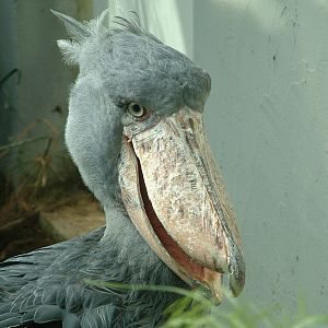 Shoebill - Prague Zoo - March 2011