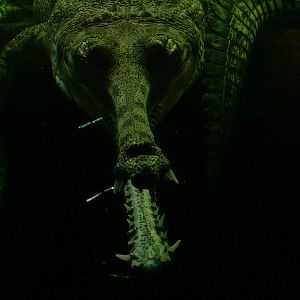 Gharial - Prague Zoo - March 2011