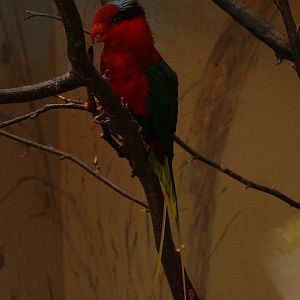 Papuan Lorikeet - Prague Zoo - March 2011