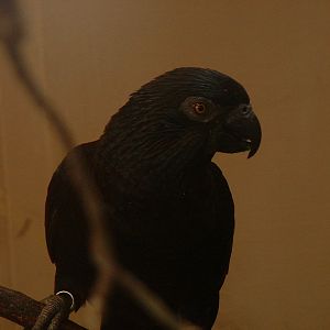 Black Lory - Prague Zoo - March 2011