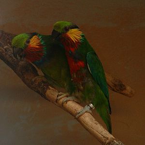Edward's Fig Parrot - Prague Zoo - March 2011