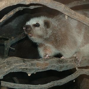 North Luzon Cloud Rat - Prague Zoo - March 2011