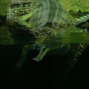 Gharial - Prague Zoo - March 2011