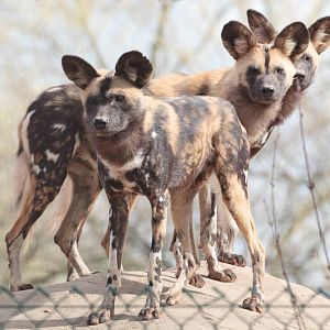 African Painted Dogs - 31/03/2011