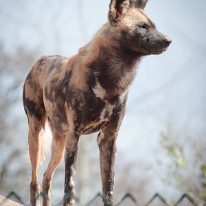 African Painted Dog - 31/03/2011