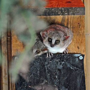 Grey Mouse Lemur