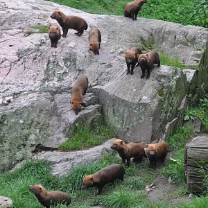 Big bush dog pack