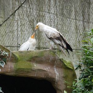 Egyptian vultures