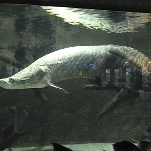 Arapaima