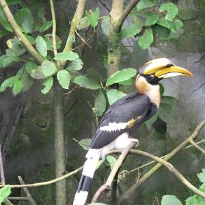 Greater hornbill