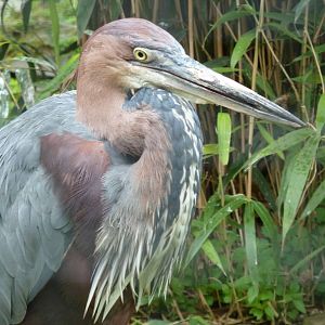 Goliath herron