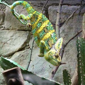 Yemen Chameleon