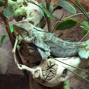 Frilled neck lizzard
