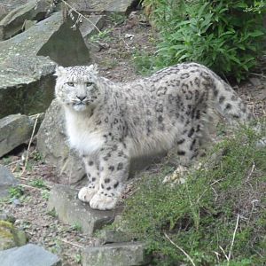 snowleopard