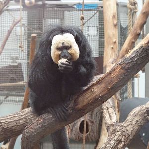 White-faced Saki