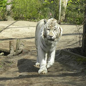 White tiger