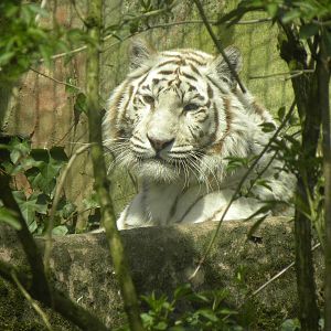 White tiger