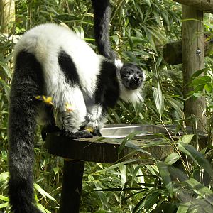 Black and white ruffed lemur