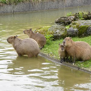 Capybara's