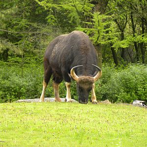 Gaur