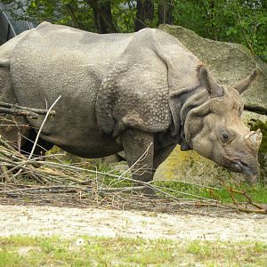 Indian Rhino