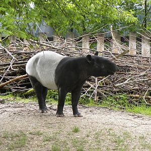Malayan Tapir