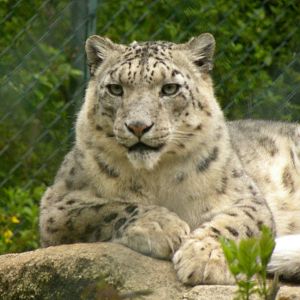Snowleopard