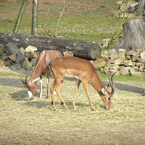 blesbok and Impala