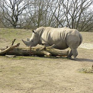 White Rhino