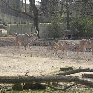 Greater kudus