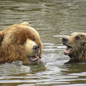 Kodiak bears