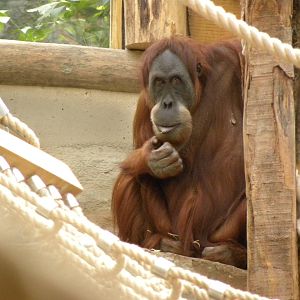 Oerang oetan