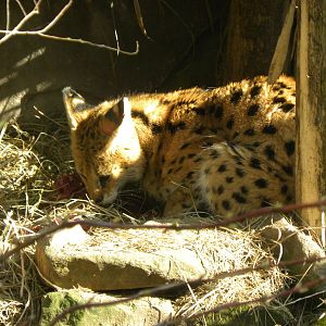 Serval
