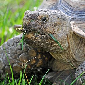 AFRICAN SPURRED TORTOISE