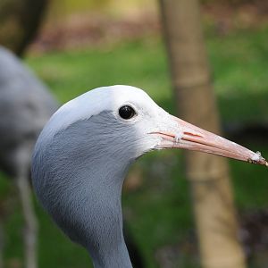 BLUE CRANE.