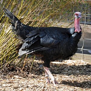 BRONZE WINGED TURKEY