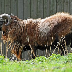 CAMEROON SHEEP MALE