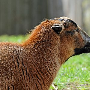 CAMEROON SHEEP FEMALE