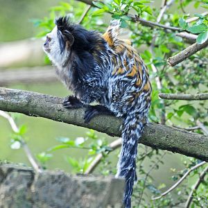GEOFFREYS MARMOSET