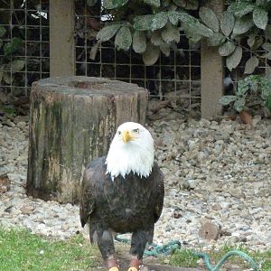 De Oliemeulen - Bald eagel