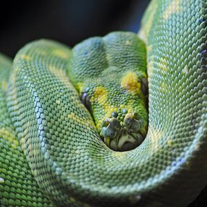 GREEN TREE PYTHON