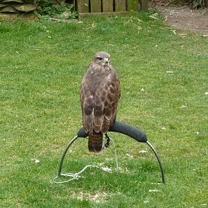 De Oliemeulen - Buzzerd