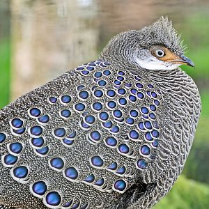 GREY PEACOCK PHEASANT