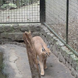 De Oliemeulen - Caracal