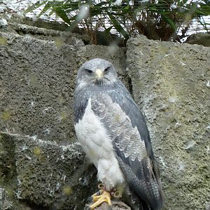 De Oliemeulen - Chilean Eagel (male)